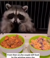A0526 The baby raccoon inside the tree hollow. animalr part2