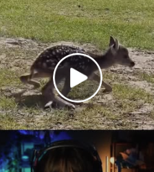 A0525 The fawn trampled and injured part2