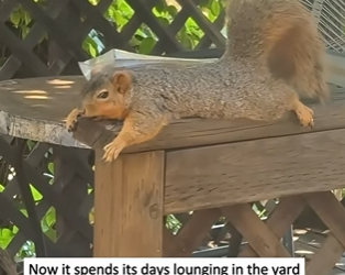 A0527 Homeless little squirrel. animalrescue squir part2