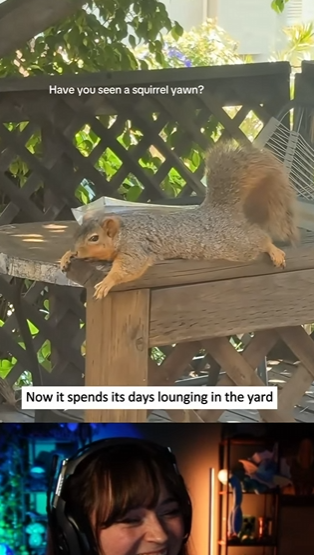A0527 Homeless little squirrel. animalrescue squir part2