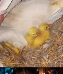 A0528 The duckling that almost got crushed animalrescue ducklings lovestory fyp part2