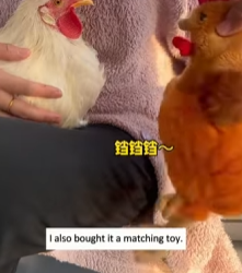 A050109 Rescue the chick animalrescue lovestory fyp usa full part2