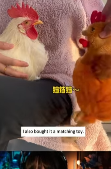 A050109 Rescue the chick animalrescue lovestory fyp usa full part2