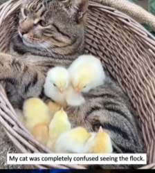 A0530 I thought it was just a baby chick rescuebut I never expected… animalrescue chick lovestory fy part2
