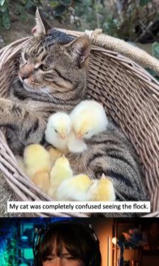 A0530 I thought it was just a baby chick rescuebut I never expected… animalrescue chick lovestory fy part2