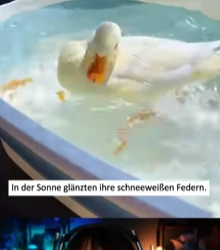 A0529 Followed by a tiny duckling. animalrescue lovestory ducklings fyp part2
