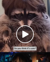 A0502 The lumberjack accidentally destroyed the raccoons home. animalrescue lovestory raccoon fyp part2