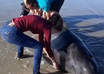 A0228 Pouring Water Over His Back and Pulling With Everything They Had When a Giant Returned to the Ocean 🥺✨