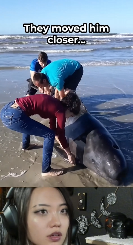 A0228 Pouring Water Over His Back and Pulling With Everything They Had When a Giant Returned to the Ocean 🥺✨