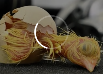A0528 Seeing a Faint Heartbeat Beneath the Yolk The Miracle of an Egg Hatching Indoors