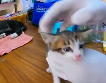 A0628 A second chance for a little life Watch until the end… the transformation is beautiful