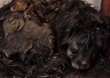 A0828 Curled in a Corner With Dried Mud and Straw A Dog Who Had Stopped Expecting Anyone 🏚️🐾