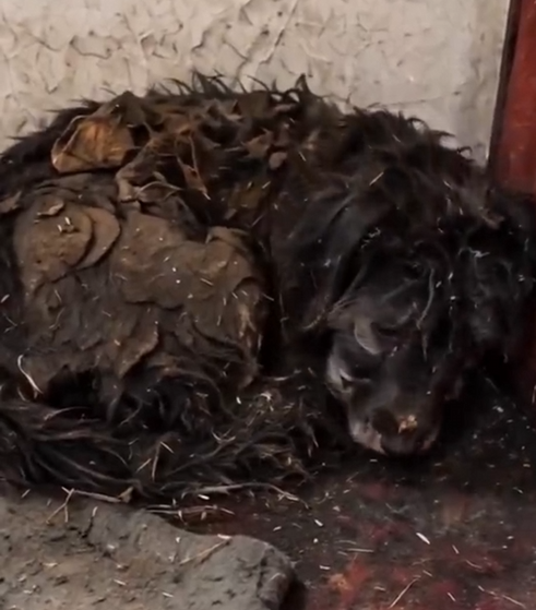 A0828 Curled in a Corner With Dried Mud and Straw A Dog Who Had Stopped Expecting Anyone 🏚️🐾