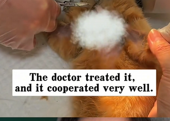 A0429 A Net Tightening Around His Neck Finding a Cat With a Deep, Raw Wound in the Dirt 🧶🐈