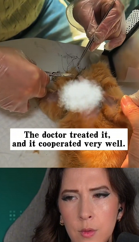 A0429 A Net Tightening Around His Neck Finding a Cat With a Deep, Raw Wound in the Dirt 🧶🐈