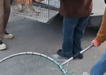 A0529 Closing a Net Around a Lost Stray What the Vet Found Next Left Everyone Silent 🥺✨