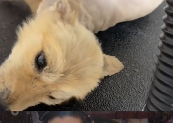 A0629 He couldnt even walk… Then something amazing happened. A sick and helpless dog was rescued