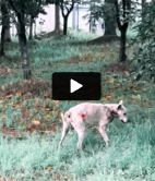 A0630 He was injured and had almost no hope… until someone decided to save him. Watch until the end_p2
