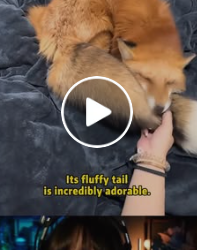 A0503 part2 He saved a tiny fox trapped in the dirt fox animalrescue wildlife