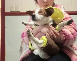 A0511_2 Both Eyes Gone, Tail Up The Courage of a Dog Who Relearned the World_part2