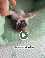 A0512 1 A Kitten So Small She Fit in One Hand From Lonely Cries to the True Meaning of Family part2