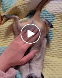 A0514_1 Fearful Eyes Beginning to Change The Story of a Tiny Dog Who Never Has to Be Alone Again 🏠🐶- PART2