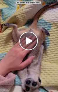 A0514_1 Fearful Eyes Beginning to Change The Story of a Tiny Dog Who Never Has to Be Alone Again 🏠🐶- PART2