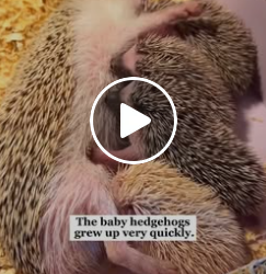 A0515_1 Curled Into a Spiky Ball, Trembling in the Cold The Moment a Tiny Soul Was Found 🦔🐾