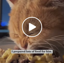 The Ginger Cat Behind the Trash Station: The Moment He Finally Broke and Cried 🐱💔 A0517-1