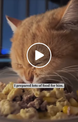 The Ginger Cat Behind the Trash Station: The Moment He Finally Broke and Cried 🐱💔 A0517-1