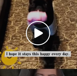 A0418 A Mother Dog Hiding Her Puppies in an Old Motorcycle Wheel: A Second Chance at Life 🏍️🥺