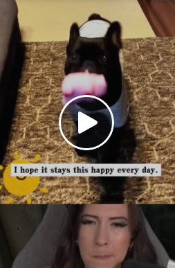 A0418 A Mother Dog Hiding Her Puppies in an Old Motorcycle Wheel: A Second Chance at Life 🏍️🥺