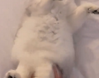 A0425 Surviving on Scraps Alone to Finally Trusting a Kind Hand A White Cat’s Recovery
