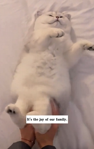 A0425 Surviving on Scraps Alone to Finally Trusting a Kind Hand A White Cat’s Recovery