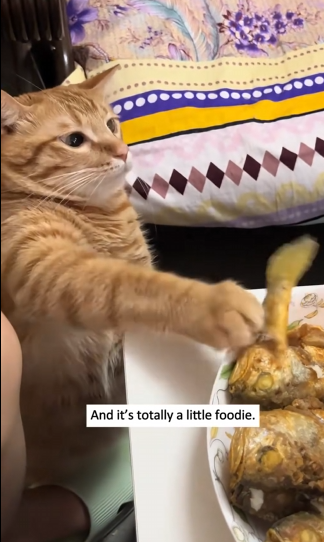 A0525 Washed, Fed, and Ready for a New Life What Happened When a Hand Reached Out on the Couch �❤️