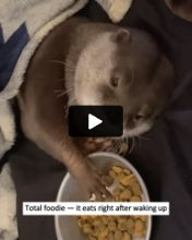 A0527 Climbing Straight Onto a Stranger’s Kayak A Wild Otter Seeking Help on the Water