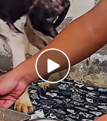 A0627 A second chance can change a life. This dog was found in terrible condition but someone chose to he_p2