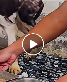A0627 A second chance can change a life. This dog was found in terrible condition but someone chose to he_p2