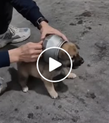 A0826 Stuck Inside a Steel Pot and Standing Frozen What Happened When a Stranger Reached Out 🍲🐾