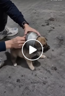 A0826 Stuck Inside a Steel Pot and Standing Frozen What Happened When a Stranger Reached Out 🍲🐾