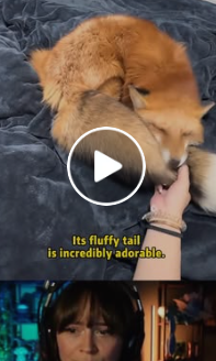 A0503 part2 He saved a tiny fox trapped in the dirt fox animalrescue wildlife