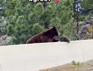 A0201 Huge Claws Hovering Just Above the Cub: What the Mother Did Next Left Everyone Speechless 🥺✨