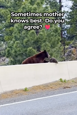 A0201 Huge Claws Hovering Just Above the Cub: What the Mother Did Next Left Everyone Speechless 🥺✨