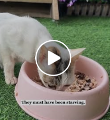 A0501 A Mask Over Her Face and Every Second Mattered: The Fight to Save a Mother Cat 🩺🥺