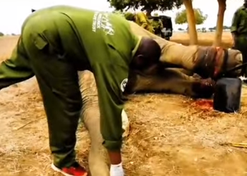 A0601 He was too weak to walk… until someone gave him a second chance. From helpless and sick to walk p2