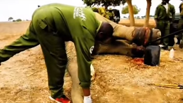A0601 He was too weak to walk… until someone gave him a second chance. From helpless and sick to walk p2